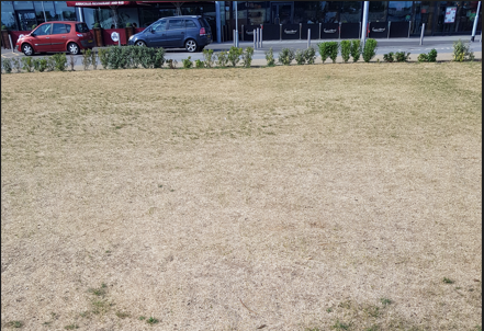 Climate Change and our Lawnmowers